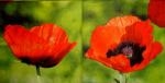 136 Anemones, Poppy - 3-ply - Ihr